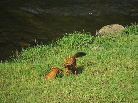 Spilling the tea on World Dhole Day