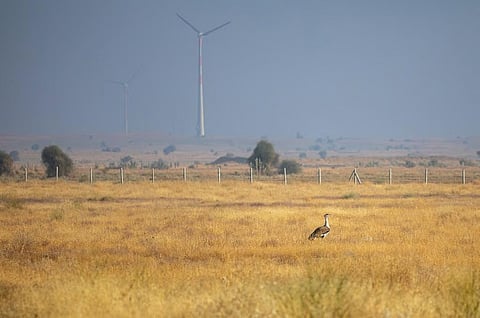 Was there a judicial balancing between the Great Indian Bustard and solar panels in ‘MK Ranjitsinh v Union of India’?
