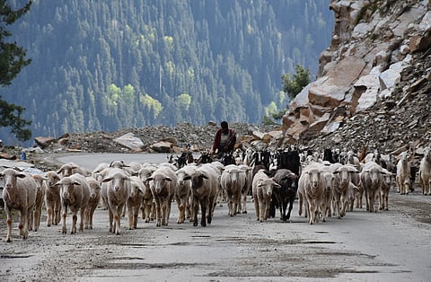Transhumance has been criminalised for long in India; new research reveals though that Kashmir’s Gujjars, Bakkerwals and Gaddis offer invaluable ecosystem services