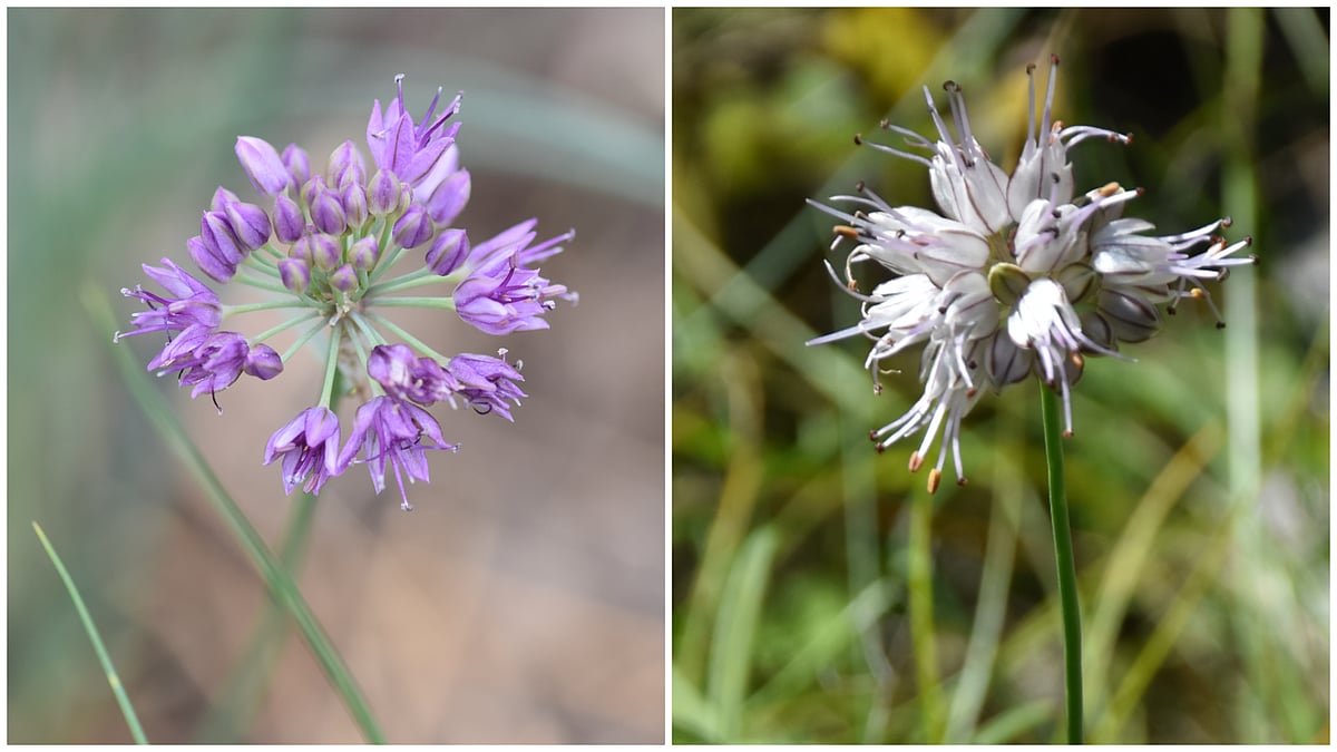 How Himalayan chive is supporting livelihoods in Uttarakhand’s border villages