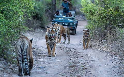 As wildlife tourism faces growing local opposition, it’s important to review what guides the safari gaze, how it is perceived, and who it supports