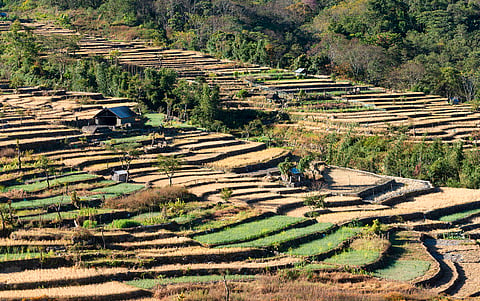 Naga cuisine is not a provincial or tribal oddity but a sophisticated culinary tradition worthy of national and international attention