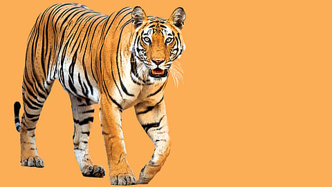 Rethinking conservation: India’s striped cats are unevenly distributed