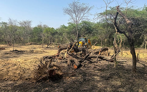 Science has only recently started discovering the importance of biocrusts; the ‘restoration’ of Delhi’s Central Ridge is destroying these very chemical engineers