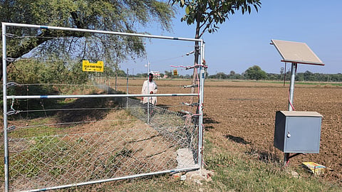 Solar fencing installed around farmland in Lama village, Banda district in Uttar Pradesh through a state scheme. Dharamraj says the fencing helps protect crops from stray cattle but is less effective against wild boar, which can slip underneath the wires.