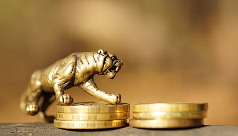 Rethinking conservation: Project Tiger may have expanded but funding has not kept pace