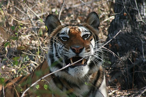 A tiger in the Bandhavgarh National Park in Umaria district of Madhya Pradesh.