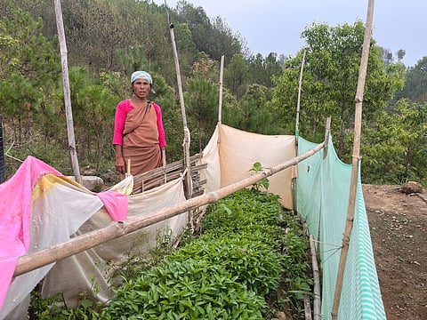World environment day: How Khasi farmers are reviving Meghalaya’s soil    