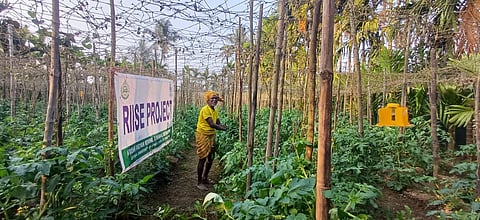 A solar fence installed around a farm to protect crops from wild animals. 