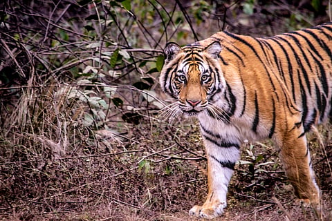 Closeup of a tiget at the 
Kaziranga National Park in Assam. 