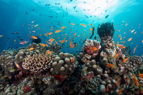 World’s fourth mass coral bleaching event, fastest and widest on record, likely ended in 2025