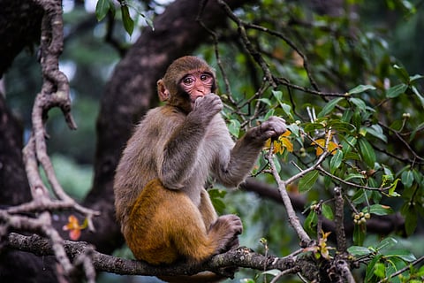 Conflict in the backyard: In Himachal, damage from wild animals exceeds natural disasters