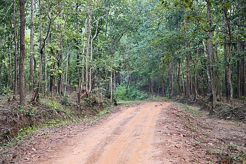 World Environment Day: Guardians of the commons and the living forests of Odisha’s community-led conservation movement