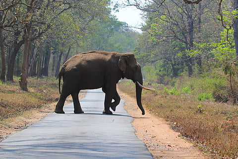 Conflict in the backyard: In Jharkhand, a single night of elephant raids can wipe out months of farm work