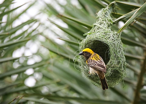 Birds of Delhi