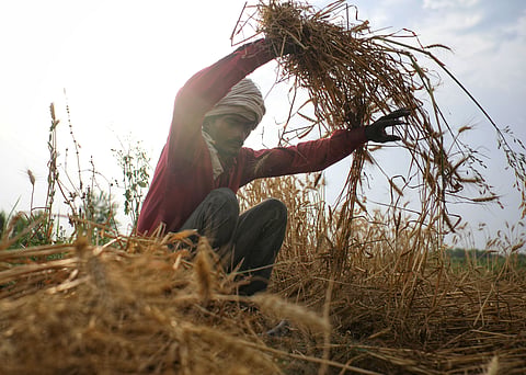 Extreme heat cost India’s farm workers 54 days of labour in the hottest year on record