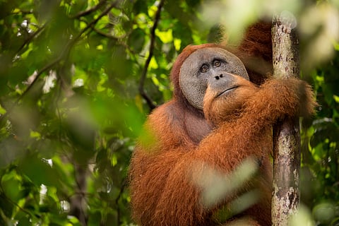 The suspected deaths represent about 7% of the species’ total wild population, which is estimated at fewer than 800 individuals