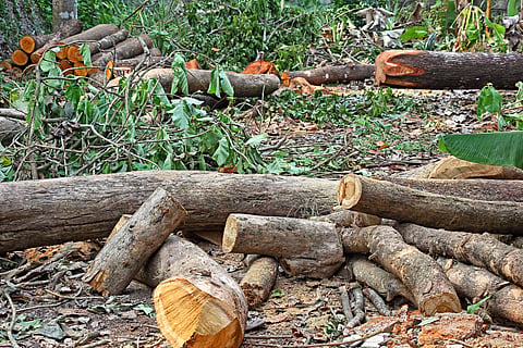 Over 2.8 million trees on forest land approved for felling in three years, DTE analysis finds