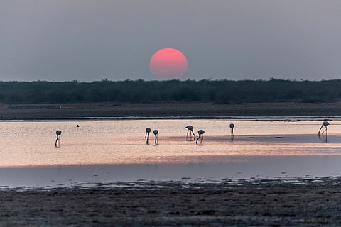 Tata Chemicals held liable for damage to Gulf of Kutch marine sanctuary