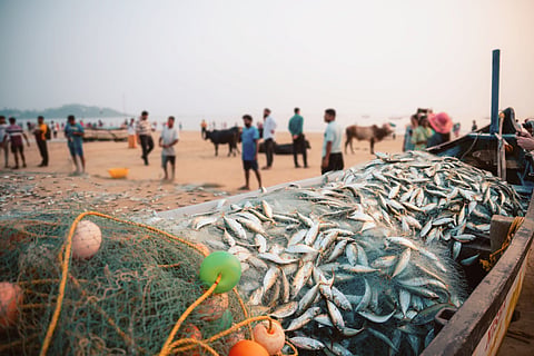 India world’s number two fish producer, tops inland catches, FAO 2026 report shows