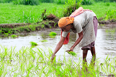 International Year of the Woman Farmer 2026 puts spotlight on invisible backbone of agriculture