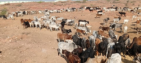 Villagers in Pipron, Dholpur, Rajasthan, set up a temporary gaushala in 2025, led by young farmer Neeraj Sharma and supported by community donations. The shelter housed stray cattle, helping reduce crop damage across nearly 5,000 bighas of farmland in the area.