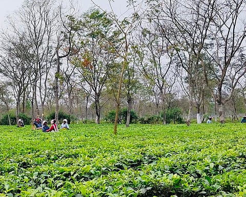 Darjeeling’s iconic tea industry is recording losses, courtesy climate, labour and brew from Nepal, claim growers