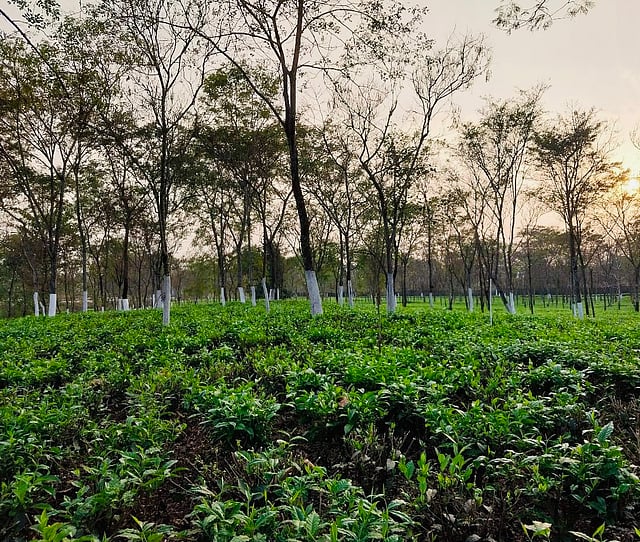 Việc đóng cửa khoảng 40 vườn trà ở vùng Bắc Bengal, Terai, Dooars và Darjeeling, đang gây ảnh hưởng đến ngành công nghiệp này.