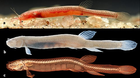 Gitchak nakana (a) in life, (b) after preservation, and (c) under MicroCT. 