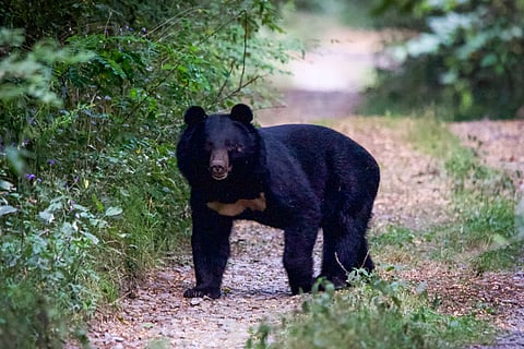 Conflict in the backyard: In Kashmir, bear attacks rise as orchards expand and habitats shrink