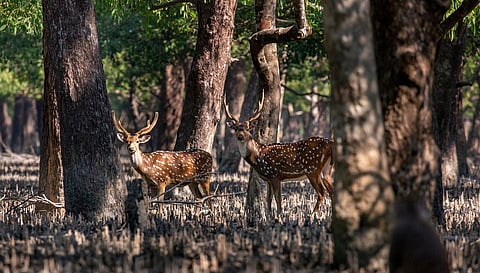Mangrove forests showing remarkable recovery worldwide, study finds