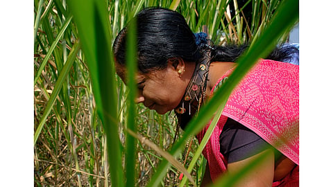 Farmers in Junnar taluka of Pune district, Maharashtra, wear collars with metal spikes during the sugarcane harvest season to protect themselves from leopard attacks. 