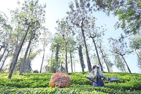 Plantation workers at a forest fringe tea garden in Gudalur in Nilgiris in Tamil Nadu work under constant fear of possible elephant attacks. 