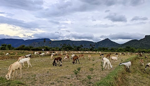 Forest-edge communities contribute to biodiversity conservation while bearing heavy costs. India’s conservation framework should recognise this