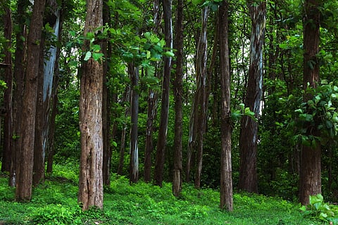 Liberating the king of timbers: Why Maharashtra's teak reform matters 