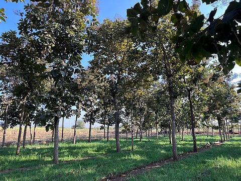 Liberating the king of timbers: Why Maharashtra's teak reform matters 