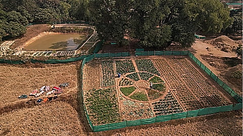 Vegetable cultivation next to a pond dyke in Koraput, Odisha.