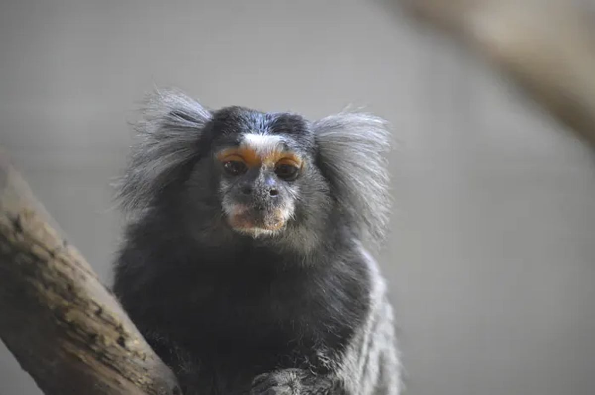 Exotic pet trade in India booming, caught in the net of legal, illegal and organised crime