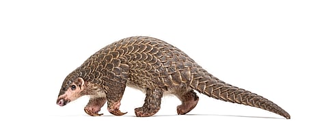 Himalayan pangolin confirmed as a distinct species, was earlier classified as subspecies of Chinese pangolin