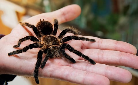 Millions of insect species remain undiscovered despite global decline, says a new study