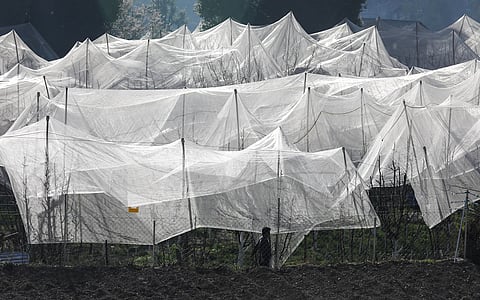 Anti-hail nets in demand across Himalayas, as climate goes haywire