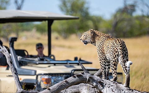 Leopards can still make a comeback in sub-Saharan Africa if appropriate conservation steps are taken: Study