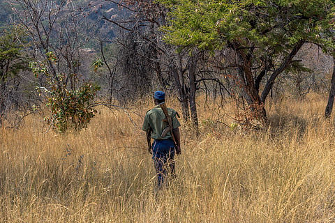 Africa’s wildlife laws follow a colonial model which separates people and animals: Why it’s not working
