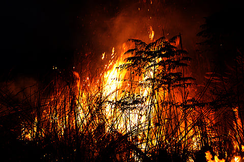 Global biomass burning emissions hit record low in first half of 2026, CAMS data shows