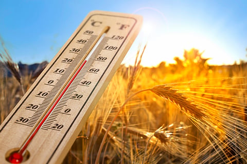 Extreme heat emerging as major threat to global food systems, FAO-WMO report warns