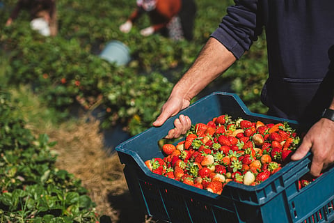 The outlook says productivity gains will drive future farm income growth, while direct agricultural greenhouse gas emissions are projected to rise 6.5% over the decade.
