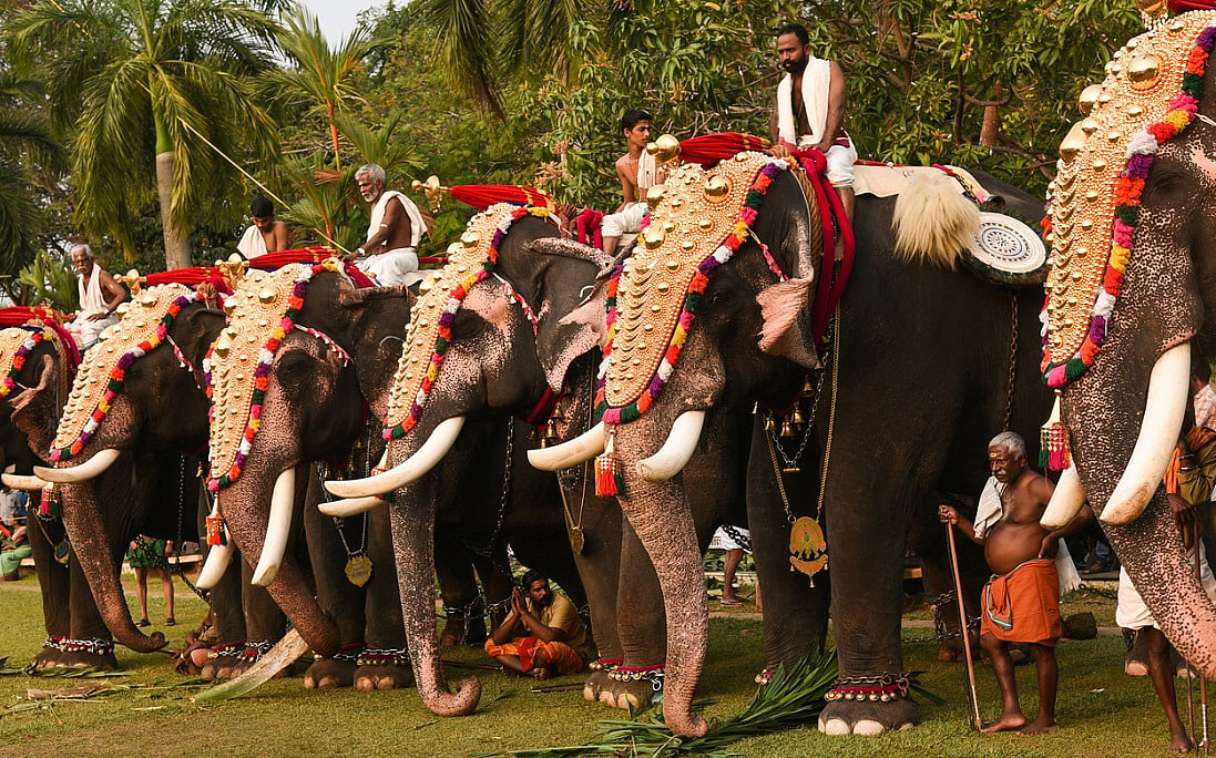 Why Kerala should adopt a sentience-rights-based approach in governing captive elephants