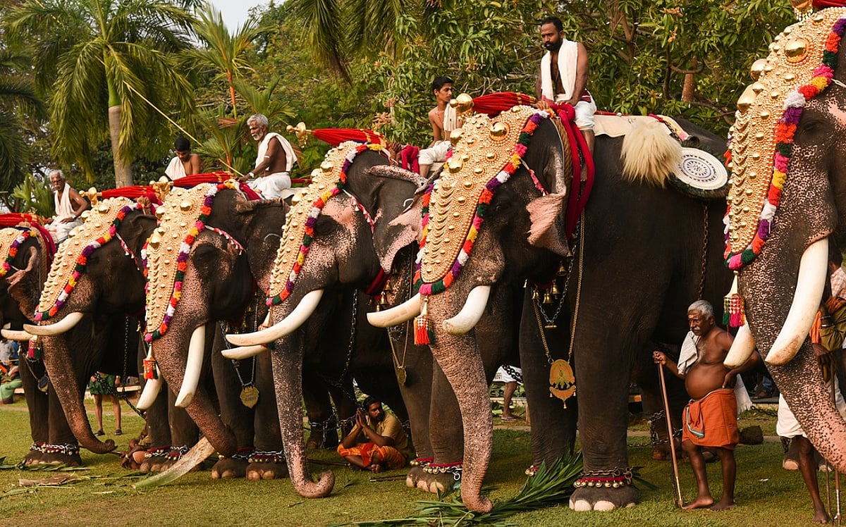 News 24 Why Kerala should adopt a sentience-rights-based approach in governing captive elephants