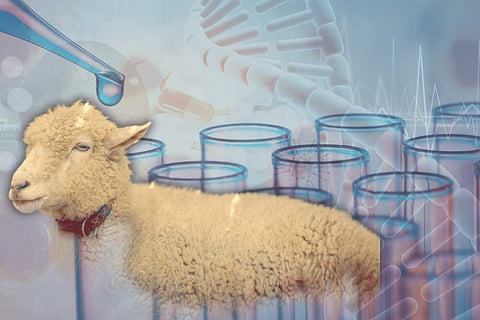 30 years since Dolly the sheep was born, where is cloning technology at now?