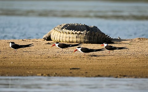 Kota mugger crocodile deaths: Banned pesticide Aldrin found in Chandraloi river, forest department denies responsibility